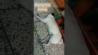 dog barking sounds to make your dog bark  dogsleeping dogbark pug [upl. by Roobbie]