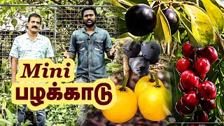 Rare Fruits Trees In One Place  For Sale  Veliyath gardens  Perumbavoor MIni Forest  Kerala [upl. by Reese248]