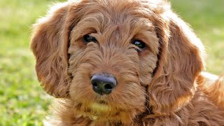 The Story Behind Labradoodles Is Really Messed Up [upl. by Ofori807]