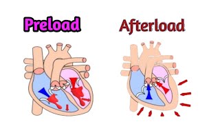 Preload and Afterload [upl. by Ecirtal]