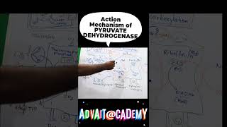 Mechanism of action of pyruvate dehydrogenase complex [upl. by Baoj]