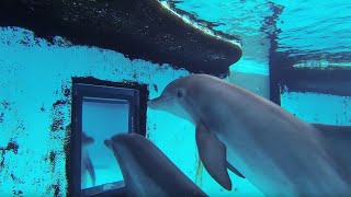 Dolphins How Smart are They Actually  Inside the Animal Mind  BBC Earth [upl. by Cannice300]