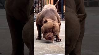 Pawsome Tricks Dogs Doing the Unexpected americanbully dogtrainingfundamentals [upl. by Davy380]