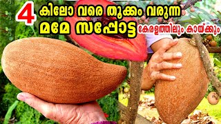 സപ്പോട്ടയിലെ രാജാവ് മമേ സപ്പോട്ടMamey Sapote in MalayalamMamey SapotePouteria sapotaMemi Sapota [upl. by Ruiz]