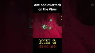 Antibodies attack 3D animation microbiology youtubeshortsvideo viral microbiologynotes [upl. by Thelma]