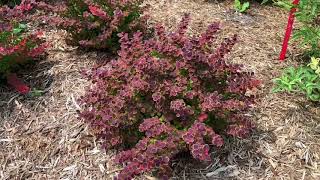 SUNJOY® Tangelo Berberis  wwwgardencrossingscom [upl. by Sheline373]