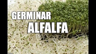 germinar alfalfa [upl. by Hernando]