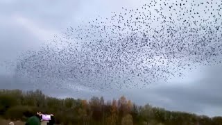 WATCH Starlings create murmurations captured over UK nature reserve [upl. by Down806]