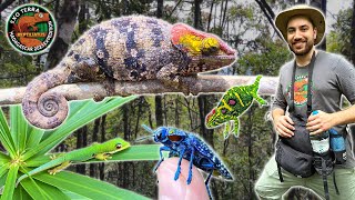 FINDING the COOLEST CHAMELEONS  MAGICAL BEETLE  MADAGASCAR EXPEDITION EPISODE 2 [upl. by Aruat]