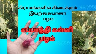 சப்பாத்தி கள்ளி பழம்prickly pear fruitTamil [upl. by Norabal]