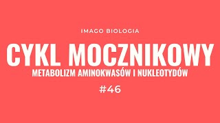 Cykl mocznikowy Metabolizm aminokwasów i nukleotydów [upl. by Gnen]