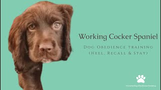 Working Cocker Spaniel puppy  Heel Recall amp Stay training [upl. by Weinberg]