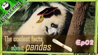 【PandaFact】Ep02Cool panda facts [upl. by Frederique]