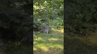 Stray Raccoon Visits our home [upl. by Nemrac]