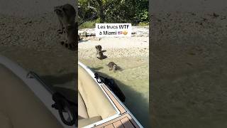 Les Trucs WTF à MIAMI 🇺🇸🤩😱 usa travel travelvlog humour ytshorts viralvideo reels [upl. by Wayland584]