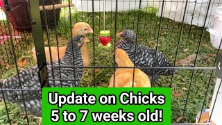 Update on the Chicks Pullets At 5 to 7 weeks [upl. by Ravi]