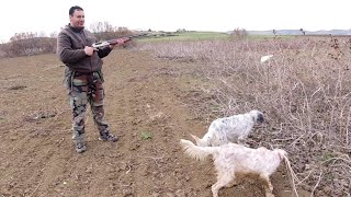 Setter anglais arrêt sur caille [upl. by Alvy]