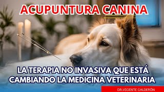 Cómo la acupuntura canina se ha convertido en la terapia no invasiva que está revolucionando [upl. by Angelis]