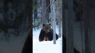 भालू गुफ़ाओ में क्यों रहते है  Bear hibernation facts bear hibernation shorts [upl. by Ledeen]