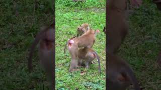 291 shorts shortvideo short monkey animal wildlife monkeylove viralvideo viralshort [upl. by Noll]