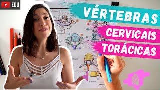 VÉRTEBRAS cervicais e torácicas Acidentes ósseos Anatomia para COLORIR [upl. by Ladnar]