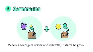 Plant Life Cycle  Kids Animation Video [upl. by Nairda]