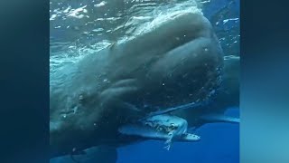 Sperm Whale with Giant Squid Remains in Mouth Filmed  New Footage 2023 [upl. by Fauch246]