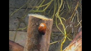 Nerite Snails [upl. by Eelana]