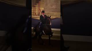 Edit of Bourbon Select  This Horse 😻😻 saddlebred saddleseat horse showhorse edit equestrian [upl. by Natsud6]