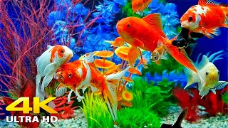 Aquarium 4K VIDEO ULTRA HD 🐠 Beautiful Relaxing Coral Reef Fish  Relaxing Sleep Meditation Music [upl. by Gerdy]