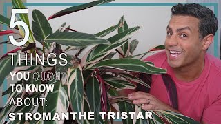 5 Things You Ought To Know About Your Stromanthe Tristar stromanthe sanguinea Plant Care Tips [upl. by Lleuqar]