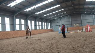 Natural Horsemanship Lunging with no ropes [upl. by Ednihek]