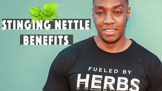 4 BENEFITS OF STINGING NETTLE amp concerns  Everyone should own this [upl. by Heigl797]