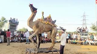 moty hogi re Manisha par camel dance [upl. by Verras]