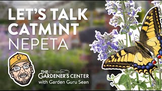 Lets Talk Catmint Nepeta 💜 Garden Guru Sean at The Gardeners Center [upl. by Gine]