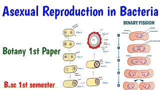 Reproduction in Bacteria Asexual reproduction in Bacteria Bsc 1st semester Botany UmeshBiology [upl. by Kaehpos]