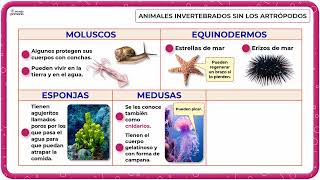 INVERTEBRADOS moluscos medusas equinodermos esponjas y gusanos  Educación primaria TERCERO [upl. by Dorothee]