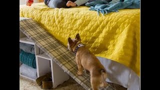 Scaletta per cani fai da te  Il cane sale e scende in autonomia dal letto [upl. by Sneve]