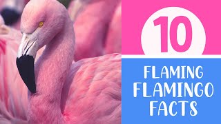 10 Flaming Flamingo Facts [upl. by Longawa]