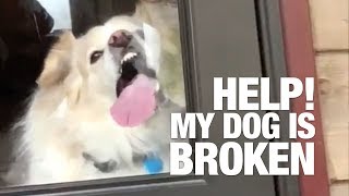 Help My Dog is Broken [upl. by Mahtal140]