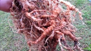 Treating root Knot Nematodes with Neem marigolds amp molasses  some handy info on Neem [upl. by Tnecniv]