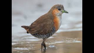 Laterallus melanophaius Rufous sided Crake [upl. by Asyram]