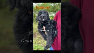 Giant Schnoodle puppy Buttons available schnoodle availablepuppies puppiesforsale [upl. by Ekram]