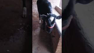 cow dairyfarmdailyroutine vlog dailyfeed formula animallover trendingshorts newshort [upl. by Anerual]