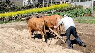 A última quotxugadaquotde vacas de Galicia [upl. by Kenway]