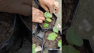 DOUBLE BEGONIA र HANGING BEGONIA VARIETY कसरी रोप्नु  shorts begonia [upl. by Eilrebma]