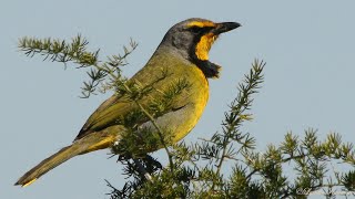 Bokmakierie making an unusual throaty clicking call during a duet with its mate [upl. by Iviv173]