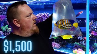 UNBOXING 1500 worth of SALTWATER FISH [upl. by Isabel935]