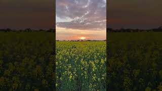 Shorts  Raps field in Dragør  Denmark [upl. by Ahcarb]