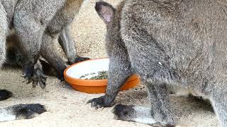 Futter Bennettkänguru Macropus rufogriseus Känguru Tiergarten Zoo Schönbrunn Australien Beuteltier [upl. by Ledarf]